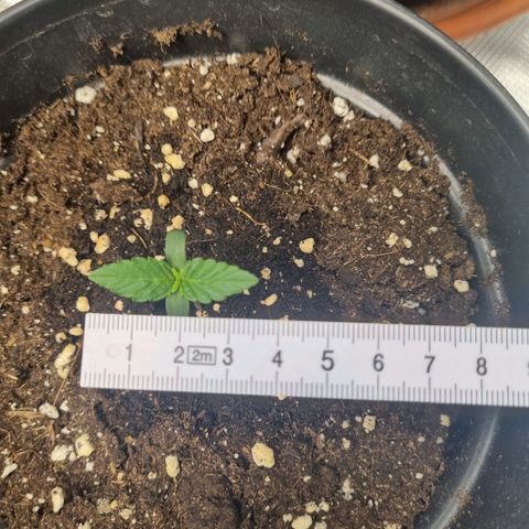 The Satino Prøject growlog timeline photo