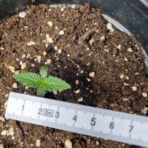 The Satino Prøject growlog timeline photo