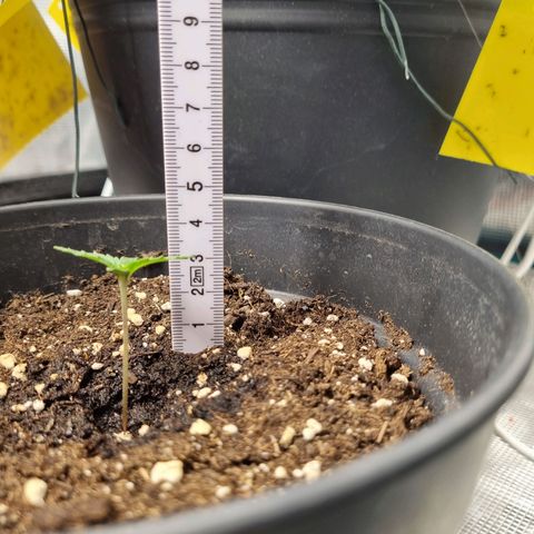 The Satino Prøject growlog timeline photo