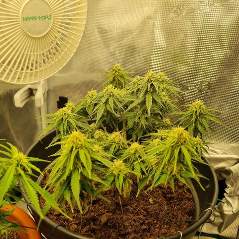 Melissa Bomb growlog timeline photo
