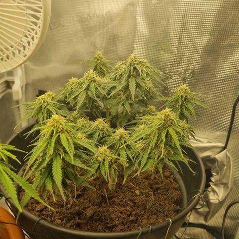 Melissa Bomb growlog timeline photo