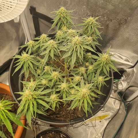 Melissa Bomb growlog timeline photo