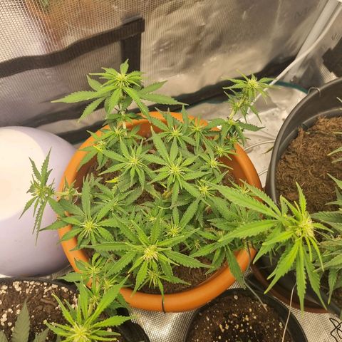 Patricia's Bitch Ass growlog timeline photo