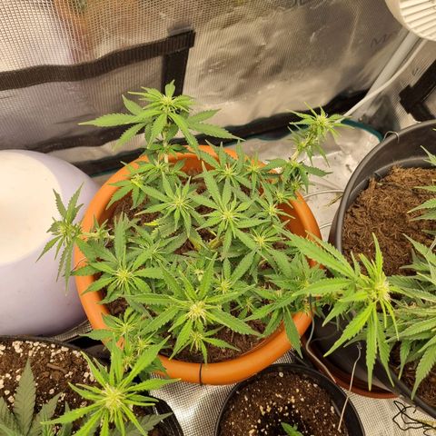 Patricia's Bitch Ass growlog timeline photo