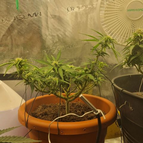 Patricia's Bitch Ass growlog timeline photo