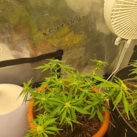 Patricia's Bitch Ass growlog timeline photo