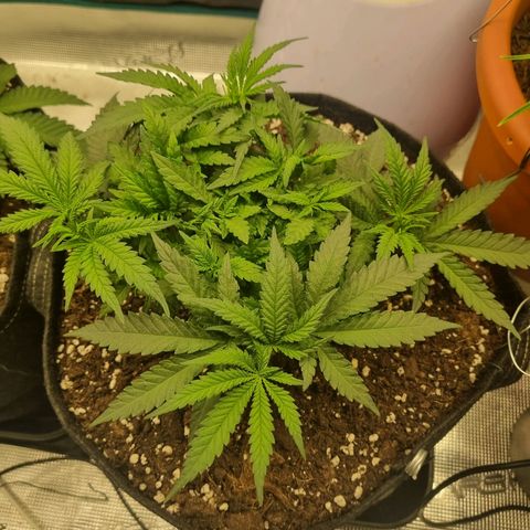It's Brittney Biscotti Bitch growlog timeline photo