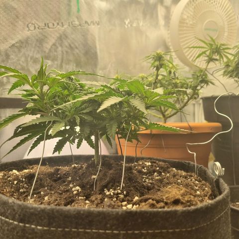 It's Brittney Biscotti Bitch growlog timeline photo
