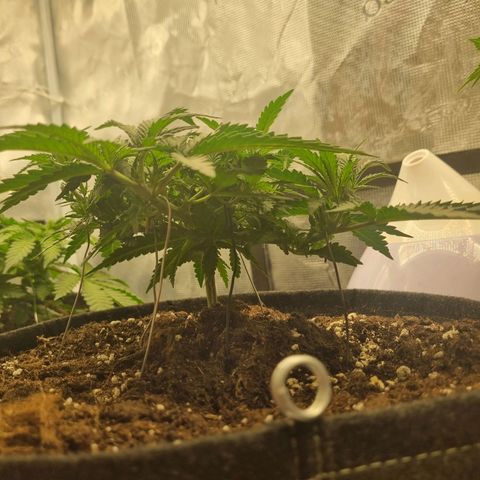 It's Brittney Biscotti Bitch growlog timeline photo
