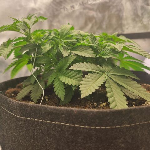 Her name's Bruciepoo growlog timeline photo