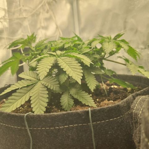 Her name's Bruciepoo growlog timeline photo