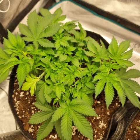 Her name's Bruciepoo growlog timeline photo