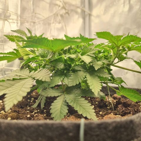 Her name's Bruciepoo growlog timeline photo