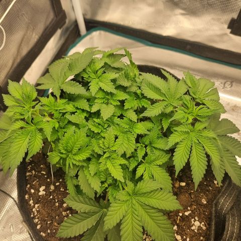 Her name's Bruciepoo growlog timeline photo