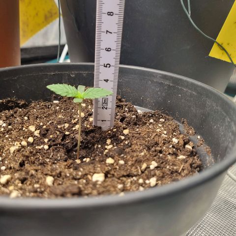 The Satino Prøject growlog timeline photo