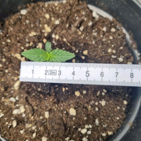 The Satino Prøject growlog timeline photo