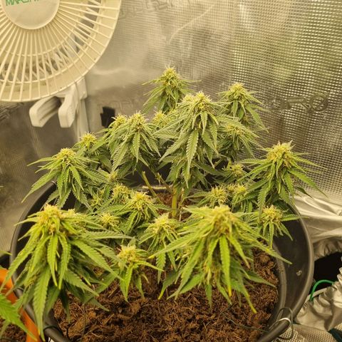 Melissa Bomb growlog timeline photo