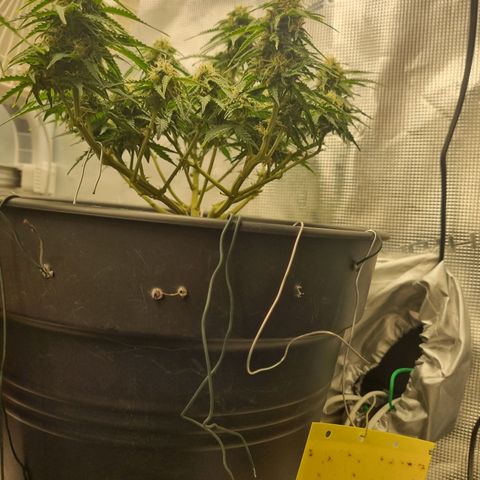 Melissa Bomb growlog timeline photo