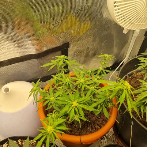 Patricia's Bitch Ass growlog timeline photo