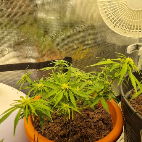 Patricia's Bitch Ass growlog timeline photo