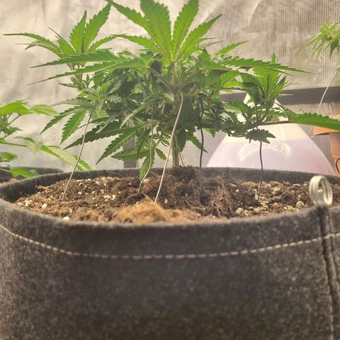 It's Brittney Biscotti Bitch growlog timeline photo