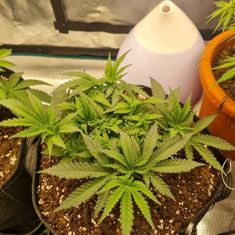 It's Brittney Biscotti Bitch growlog timeline photo