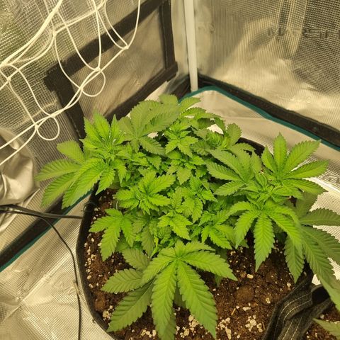 Her name's Bruciepoo growlog timeline photo