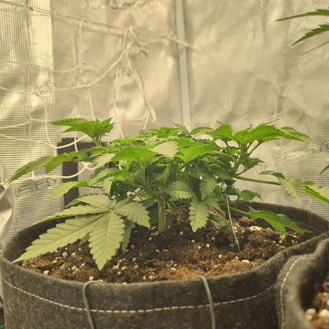 Her name's Bruciepoo growlog timeline photo