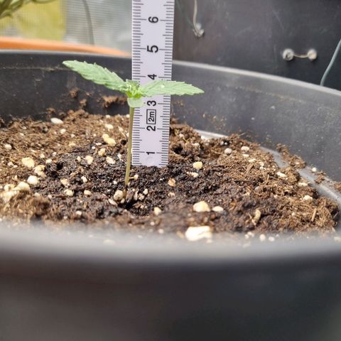 The Satino Prøject growlog timeline photo