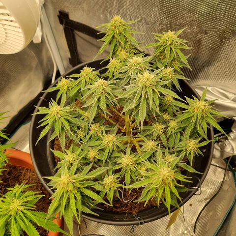 Melissa Bomb growlog timeline photo