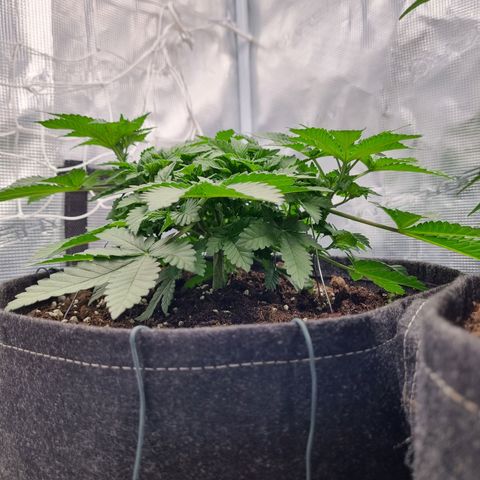 Her name's Bruciepoo growlog timeline photo