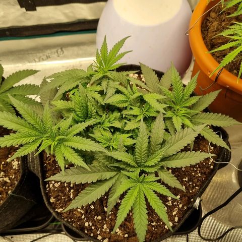 It's Brittney Biscotti Bitch growlog timeline photo