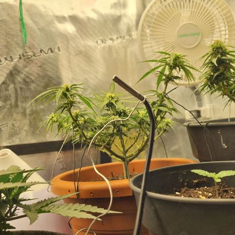 Patricia's Bitch Ass growlog timeline photo