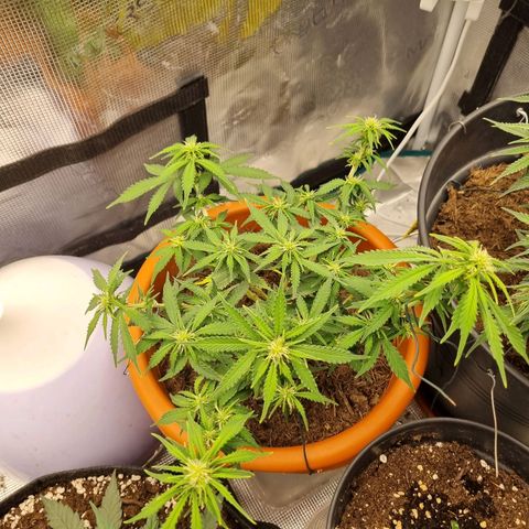 Patricia's Bitch Ass growlog timeline photo