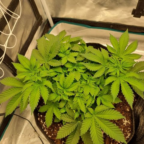 Her name's Bruciepoo growlog timeline photo