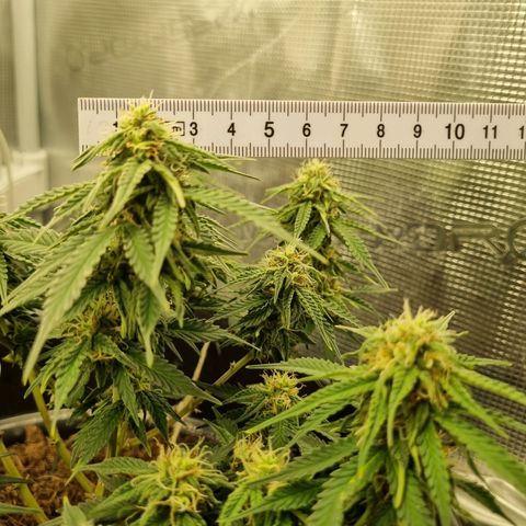 Melissa Bomb growlog timeline photo