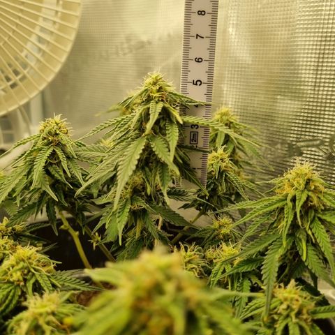 Melissa Bomb growlog timeline photo