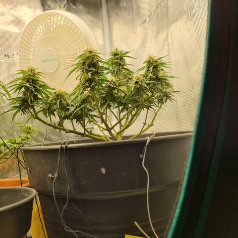 Melissa Bomb growlog timeline photo