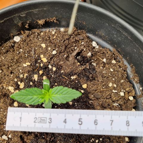 The Satino Prøject growlog timeline photo