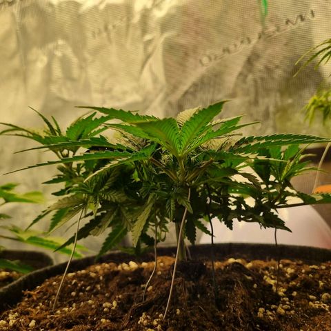 It's Brittney Biscotti Bitch growlog timeline photo
