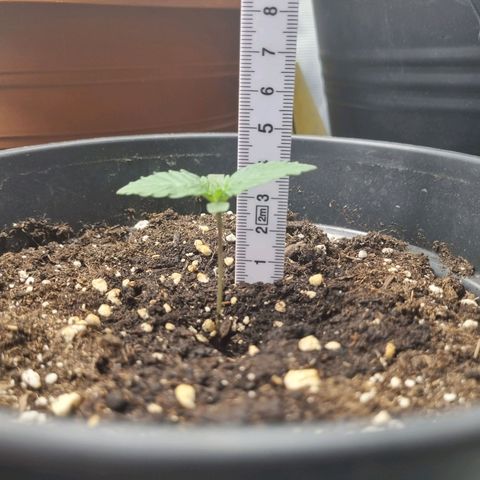 The Satino Prøject growlog timeline photo