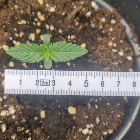 The Satino Prøject growlog timeline photo