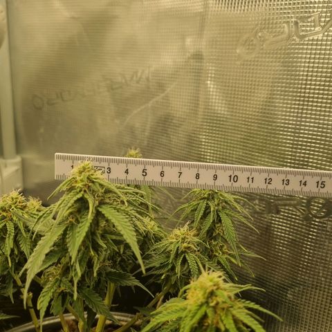 Melissa Bomb growlog timeline photo