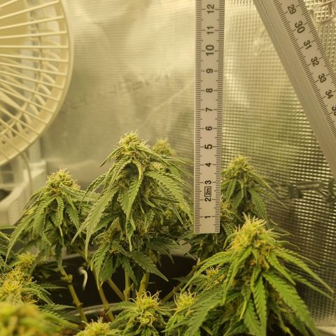 Melissa Bomb growlog timeline photo