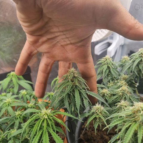 Melissa Bomb growlog timeline photo