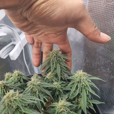 Melissa Bomb growlog timeline photo