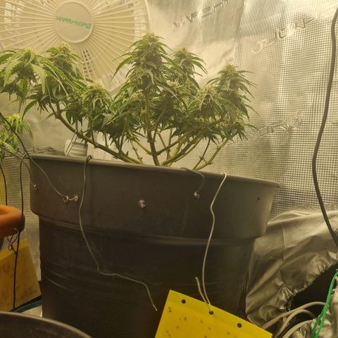 Melissa Bomb growlog timeline photo