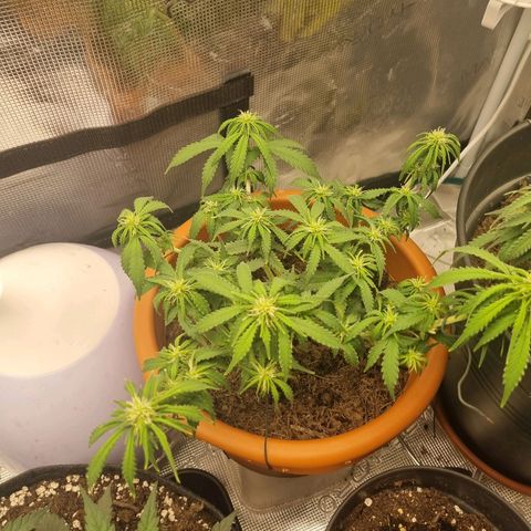 Patricia's Bitch Ass growlog timeline photo