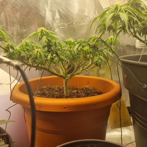 Patricia's Bitch Ass growlog timeline photo