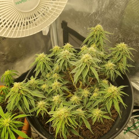 Melissa Bomb growlog timeline photo